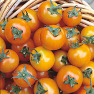 How To Grow The Best Tomato Seedlings