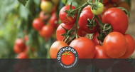Tomato Growing Tips