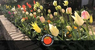 How to grow tulips