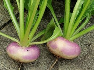 How To Grow Turnip (White)