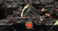 Seeds and Seed Germination