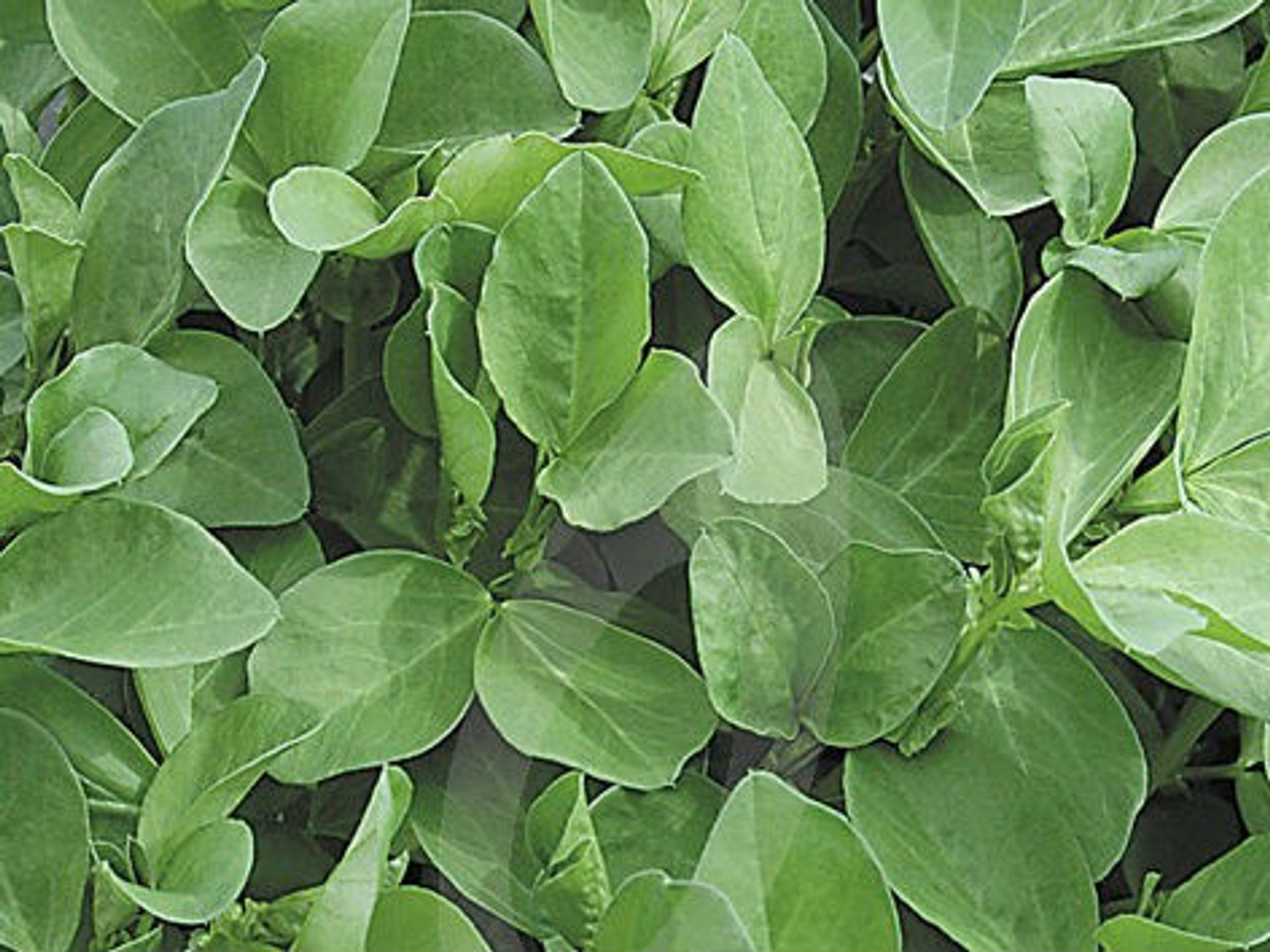 Green Manures Field Beans 250g