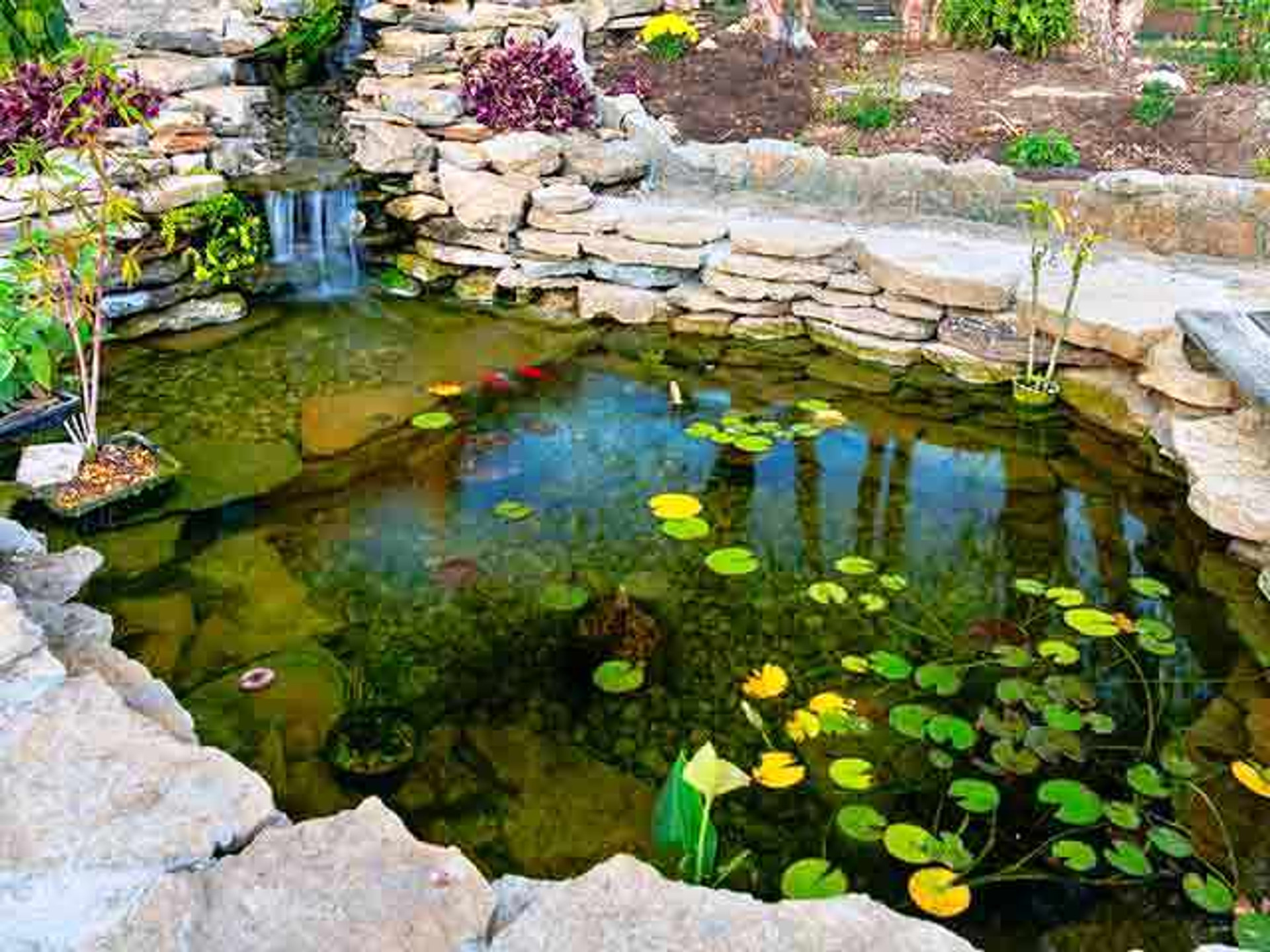 sunken garden pond image