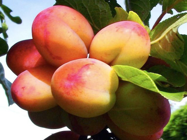 Bare Root Trees Victoria Plum Trees Grow Your Own Fruit