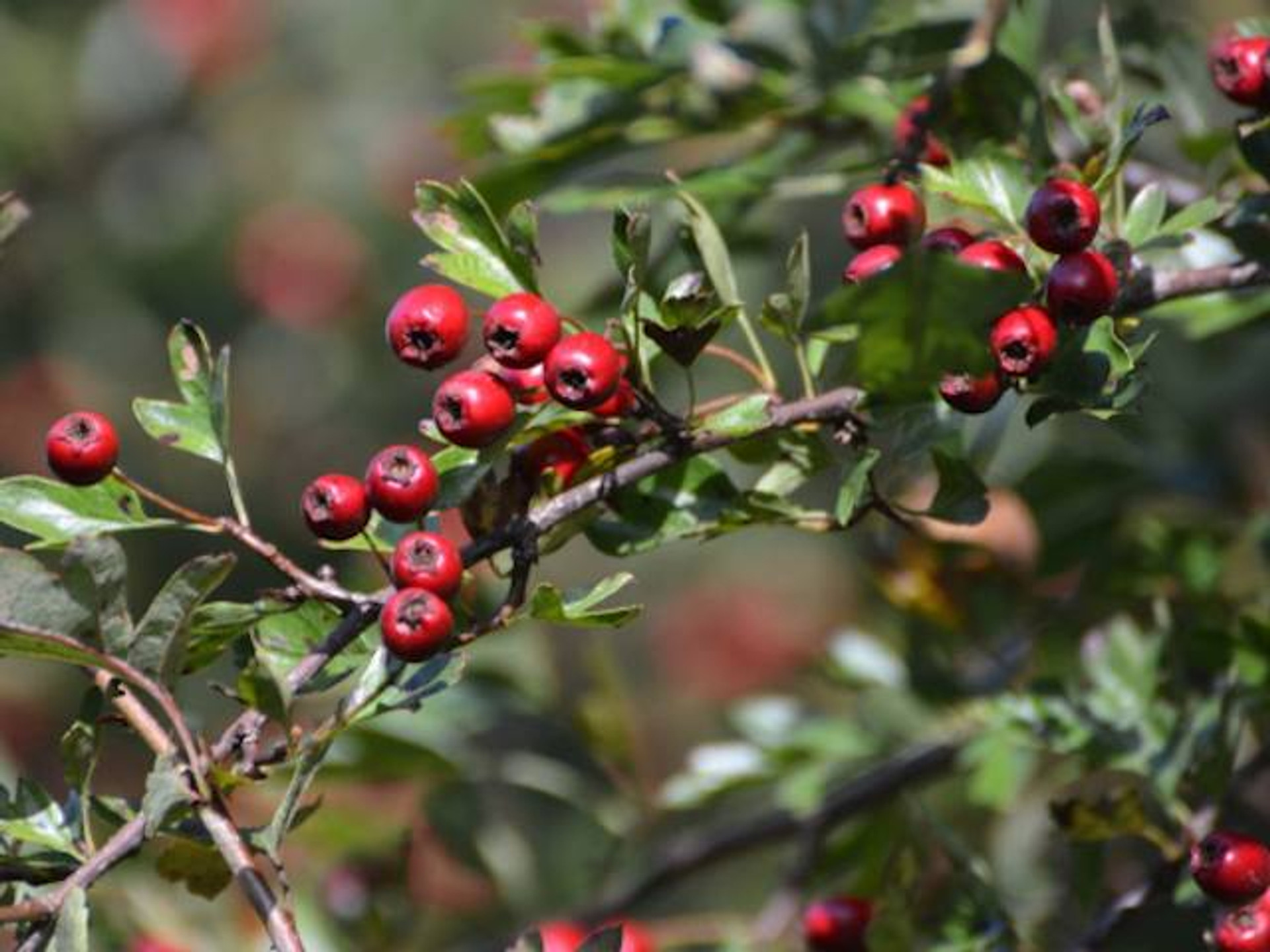 Hawthorn hips