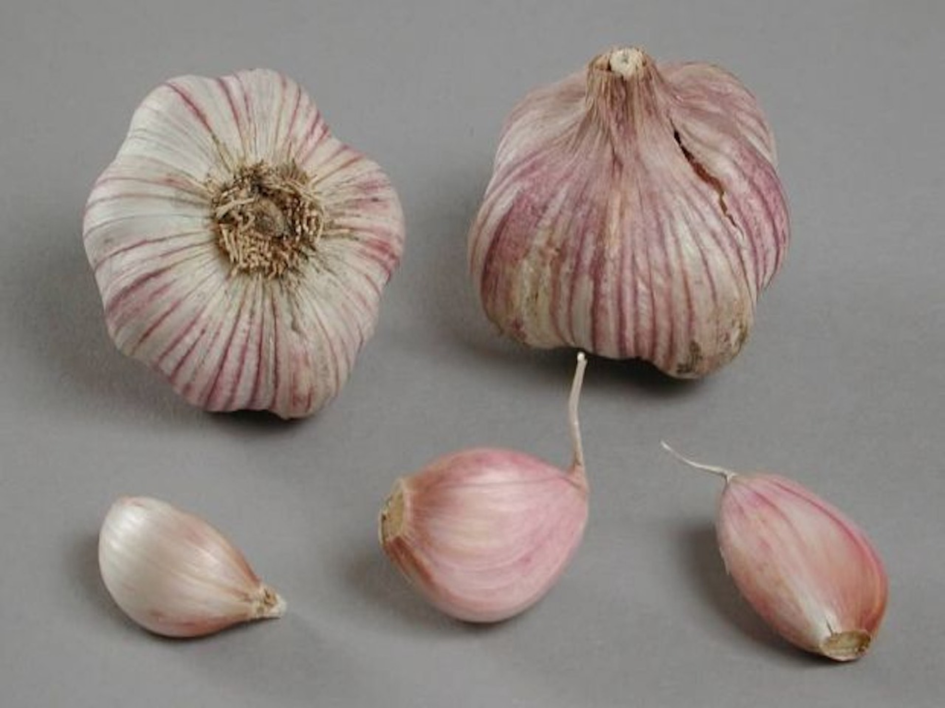 Primor garlic bulb cloves
