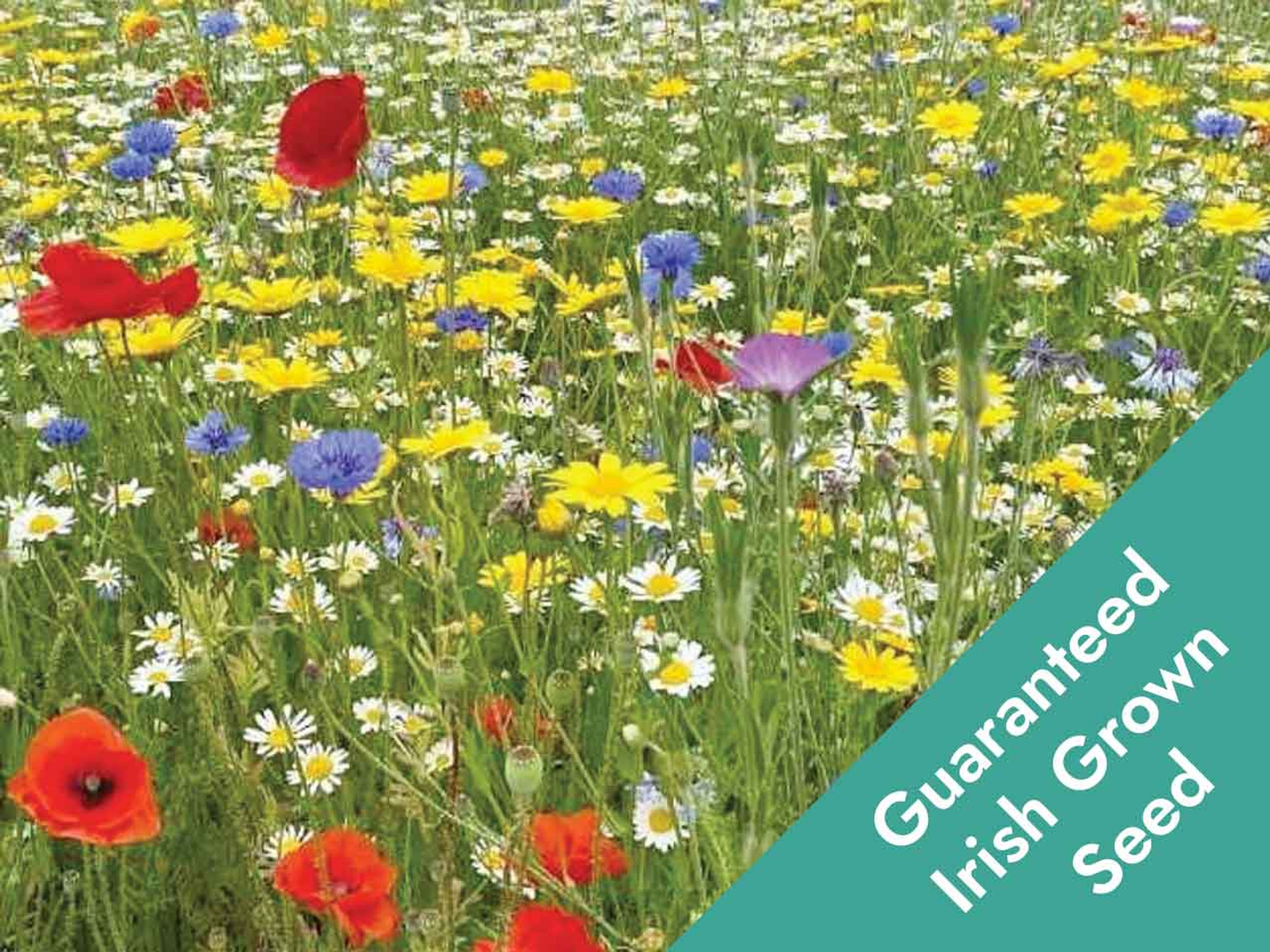 Beautiful Flower Seeds Ireland Design Collection Beautiful Flower Seeds Ireland Design Collection