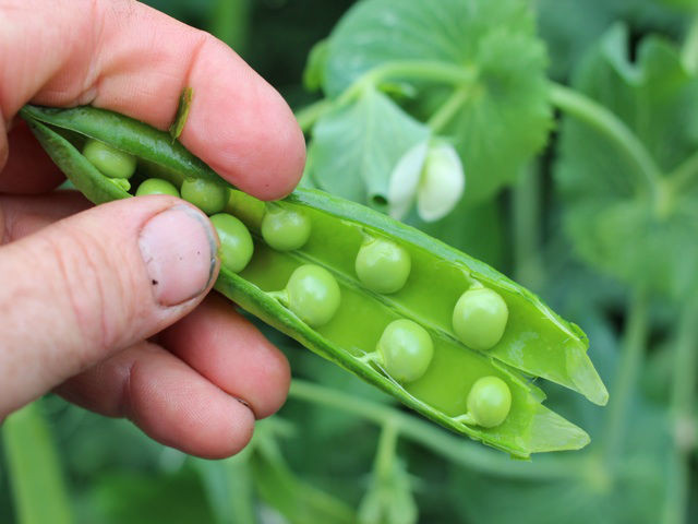 Karina garden pea