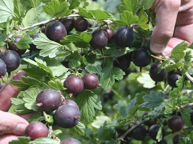 Whinhams Industry' Gooseberries - Bare Root Fruit Plants