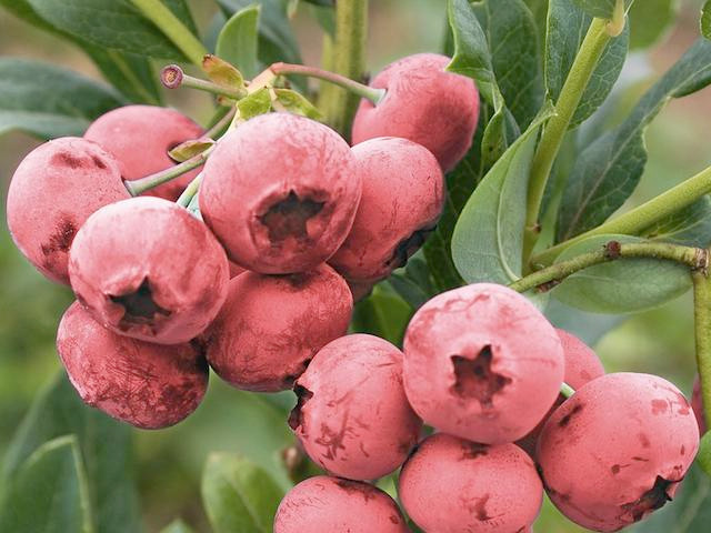 Blue Berry Bushes Grow 'Pink Lemonade' Blueberries