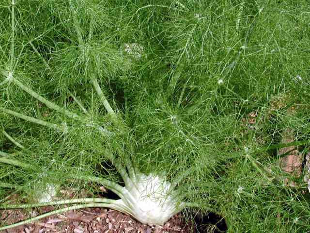 Fennel Seeds Grow Your Own 'Zefa Fino' Florence Fennel