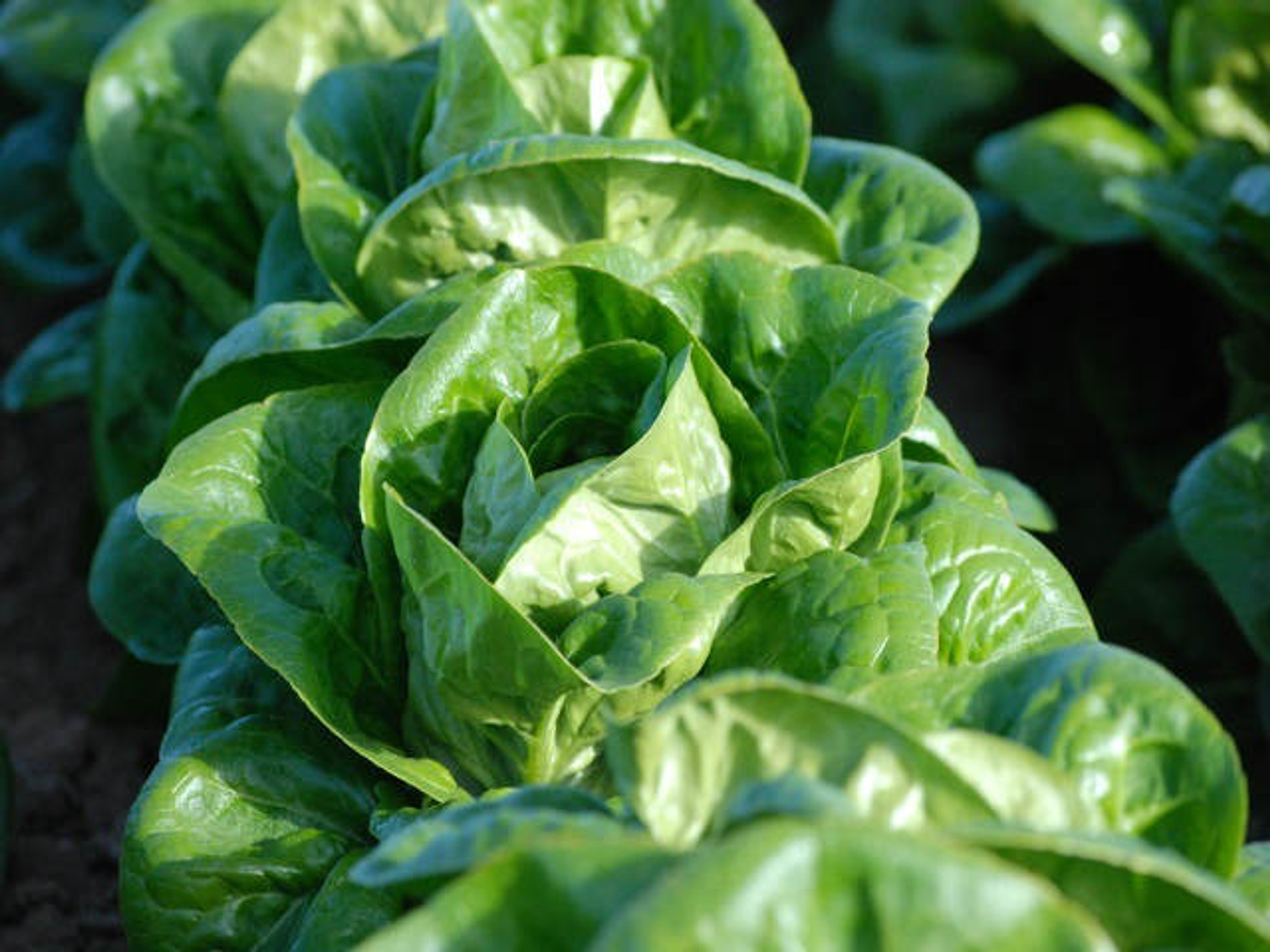 Lettuce Seeds Grow Your Own 'Little Gem' Cos Lettuce