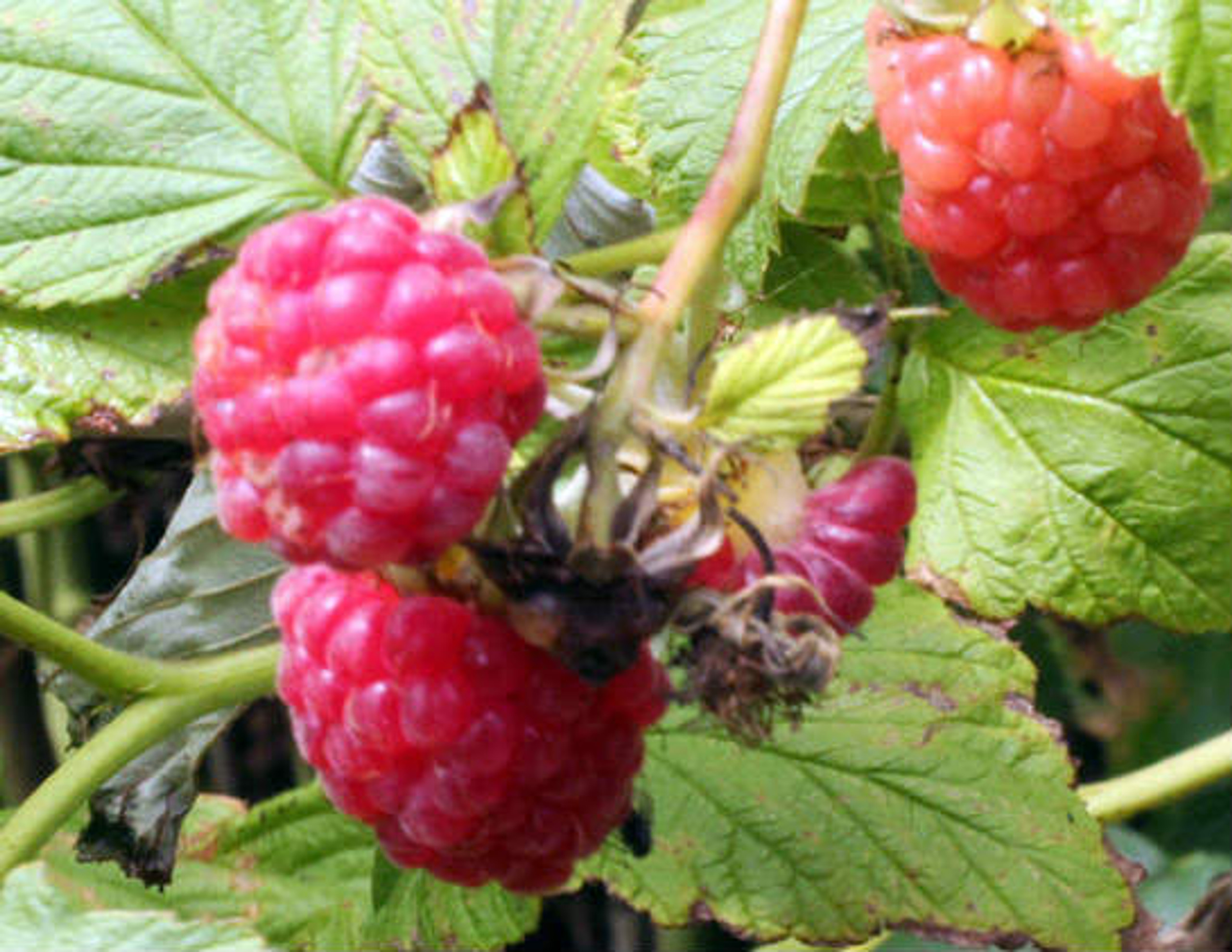 Raspberry Canes Grow 'Malling Jewel' Raspberries