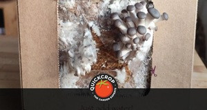 How to Grow Your Own Mushrooms at Home