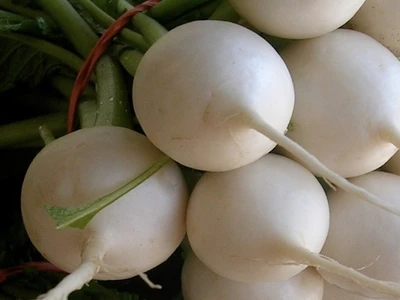 Turnip 'Polar'