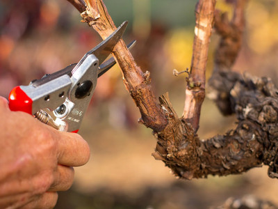 Felco No.6 Compact Secateurs