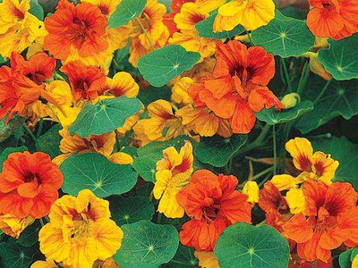 Companion plant - Climbing nasturtium