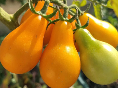 Tomato 'Yellow Pear'