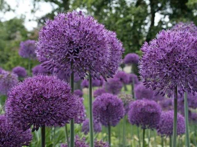 Allium 'Purple Sensation' - 5 Bulbs