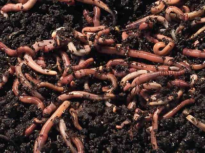 Composting Worms 0.5 kg - 2 kg