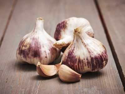 'Germidour' Purple Garlic