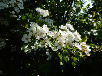 Common Hawthorn Bare Root Hedging Plants