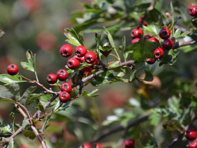 Edible Hedge Pack - Mixed pack of 25 Bare Root Plants