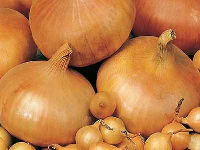 Onion 'Radar' Autumn Sets