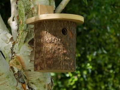 Natural Log Tit Box