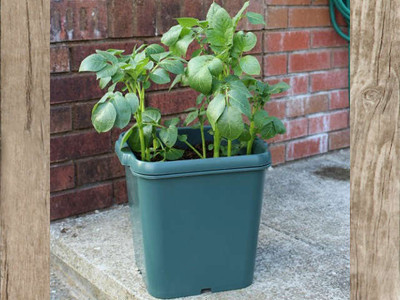 Potato Gro-Pot