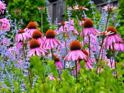 Echinacea Pallida Coneflower' 3 x Plants