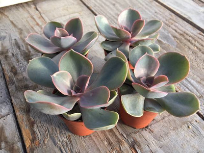 Echeveria Perle von Nurnburg 3 Plants