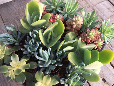 Succulent Plants - Choose Your Own 12 Plant Mix