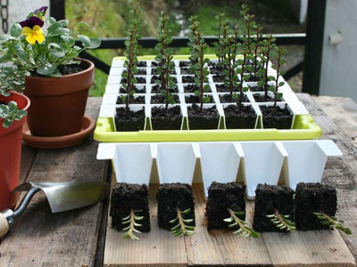 Bustaseed Tip Out Propagation Tray