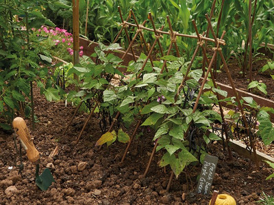 Willow Plant Sticks 90cm - 20 pack