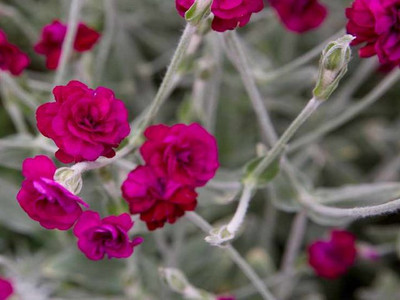 Lychnis coronaria 'Gardeners World' (Rose campion)