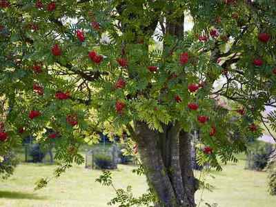 Rowan/Mountain Ash - Sorbus aucuparia, 1-3 Pack