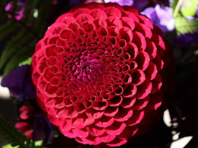 Ball Dahlia - 'Babette'