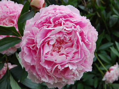 Chinese Peony - 'Sarah Bernhardt'