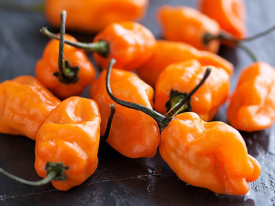 Chilli Pepper 'Habanero Orange'