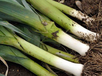 Autumn Leek 'Bulgarian Giant'