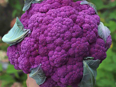 Cauliflower 'Grafitti F1'