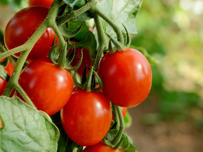 Large Cherry Tomato 'Sakura F1'