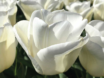 Tulip Triumph 'Royal Virgin' - 10 Bulbs