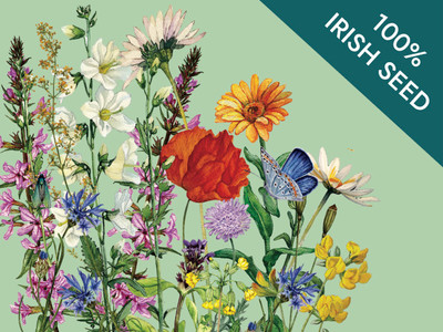 Native Irish Grown Wildflowers - Easy Grow Mix