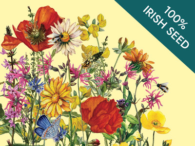 Native Irish Grown Wildflowers - Traditional Irish Meadow