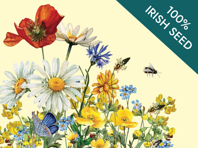 Native Irish Grown Wildflowers - Short Cut Meadow