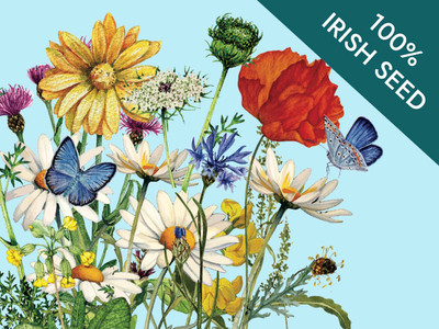 Native Irish Grown Wildflowers - Medium Height Meadow