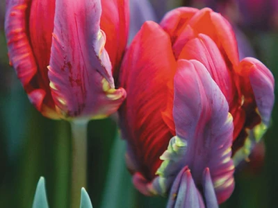 Tulip Parrot 'Rococo' - 8 Bulbs