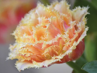 Tulip Double Fringed 'Brisbane' - 8 Bulbs